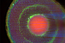 Ramanbild eines Zebrafischauges bestehend aus über einer Millionen Spektren, aufgenommen mit Hilfe von Lichtschicht-Raman-Mikrospektroskopie.