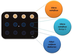 Nanoarray aus plasmonischen (Gold und Silber) Nanopartikeln für ein Monitoring der Wasserqualität anhand des Nachweises von Erreger-DNA.Quelle: Leibniz-IPHT