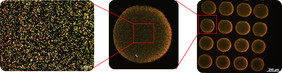 Das Microarray (rechts) besteht aus plasmonischen Nanopartikeln (links), die in Spots (mitte) angeordnet sind. Quelle: Leibniz-IPHT