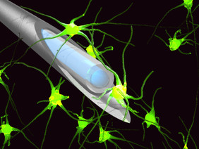 Fibre probe, surrounded by neuronsSource: Tomáš Čižmár