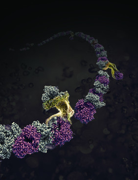 Hybrid-Proteinnanofasern bei der Entstehung. Bild: Dr. Izabela Firkowska-Boden, OSIM/FSU Jena
