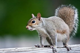 Auch Hörnchen zählen zu den Überträgern von Zoonoseerregern. Quelle: Freepik.com by stockvault