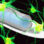 Neue Generation minimal-invasiver Endoskope zur Beobachtung neuronaler Tätigkeiten